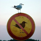 Birdy